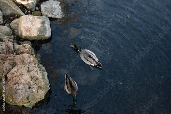 Obraz deux canards nagent