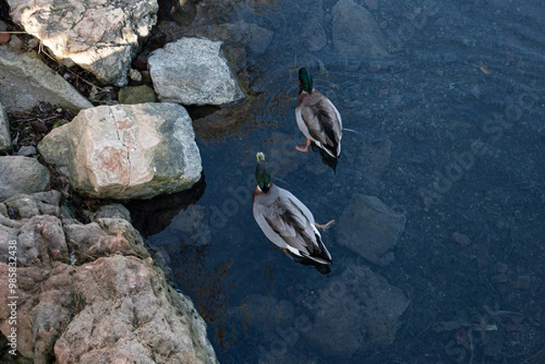 Obraz deux colverts nagent