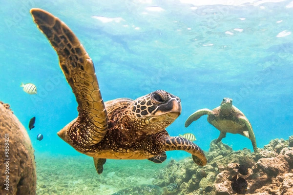 Fototapeta Zagrożony hawajski zielony żółw morski pływając po ciepłych wodach Oceanu Spokojnego na Hawajach
