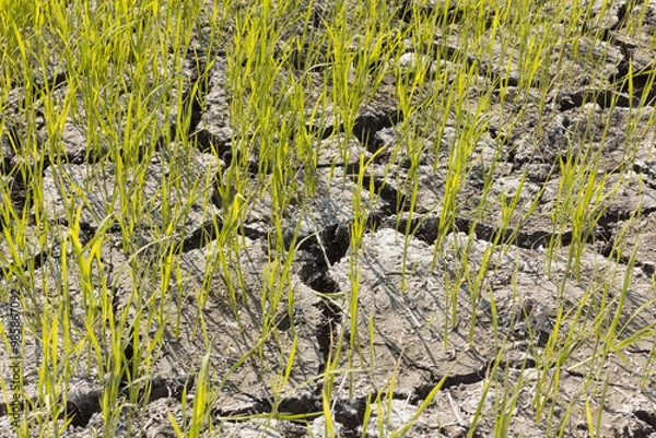 Obraz Climate change, Dry soil