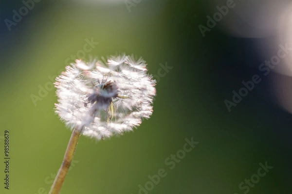 Obraz Löwenzahn - Pusteblume