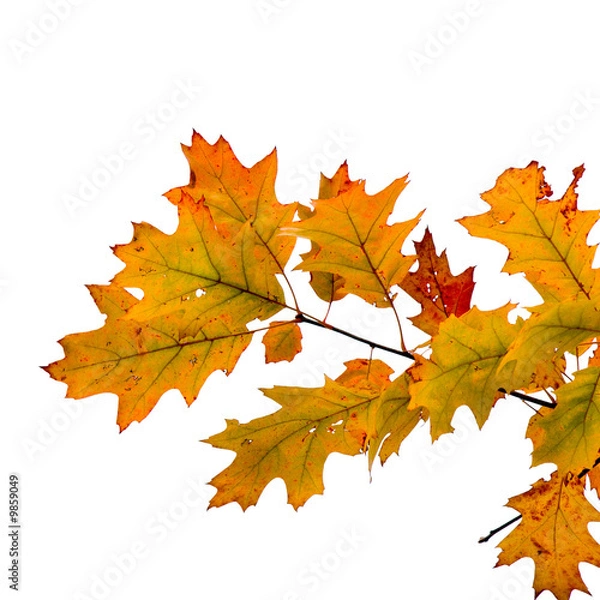 Obraz Herbstblaetter