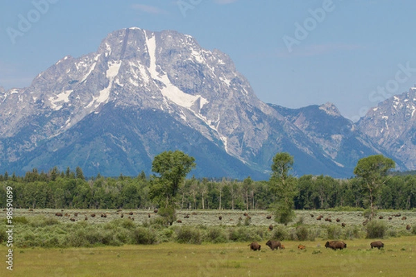 Obraz mountains blue sky bison herd