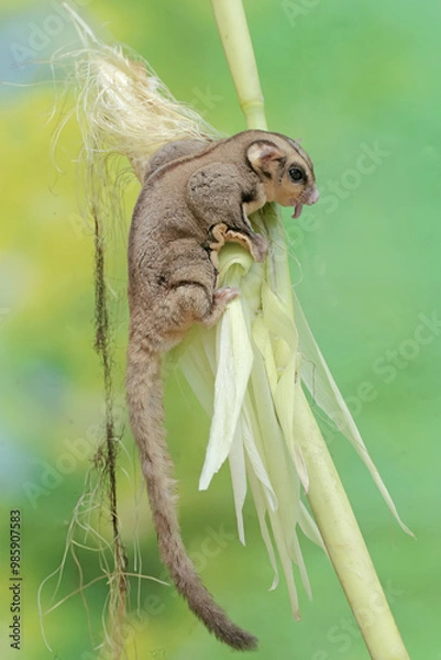 Fototapeta An adult sugar glider is eating young corn pods. This mammal has the scientific name Petaurus breviceps.