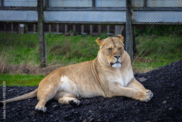 Obraz lion in the grass