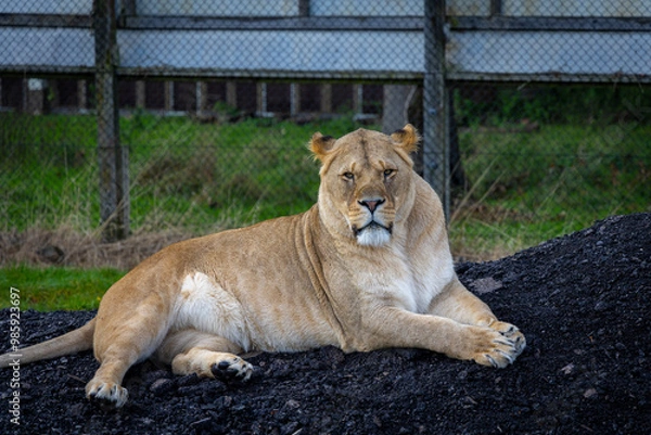Obraz lion in the grass