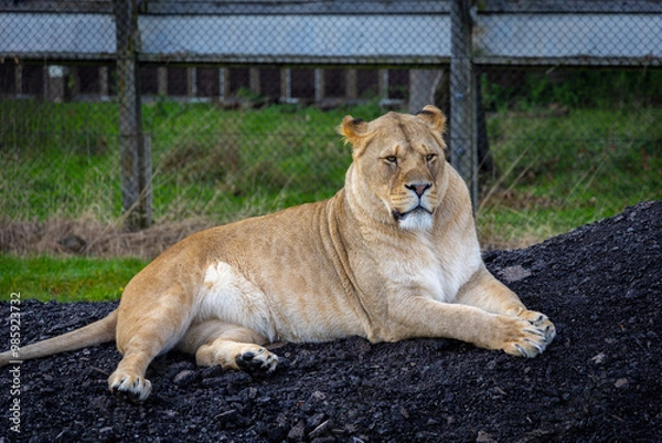 Obraz lion in the grass