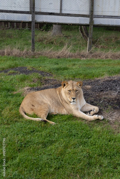 Obraz lion in the grass
