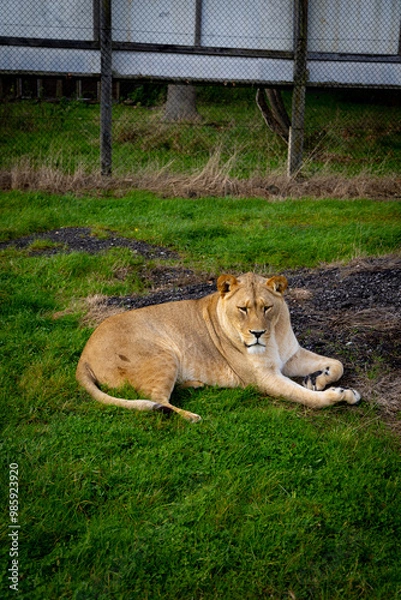 Obraz lion in the grass