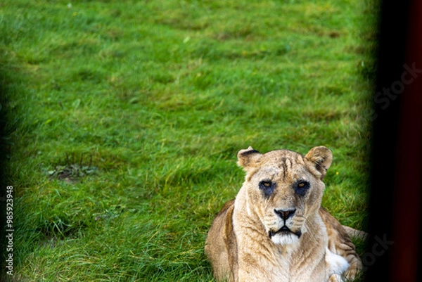 Obraz lion in the grass