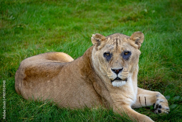 Obraz lion in the grass