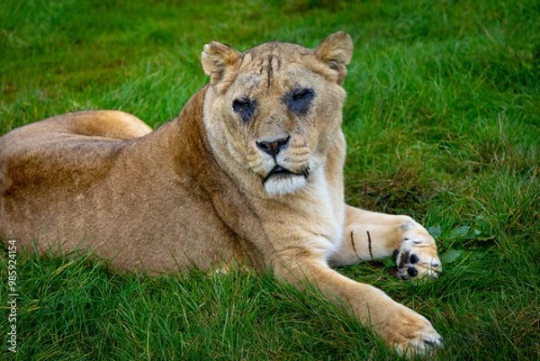 Obraz lion in the grass