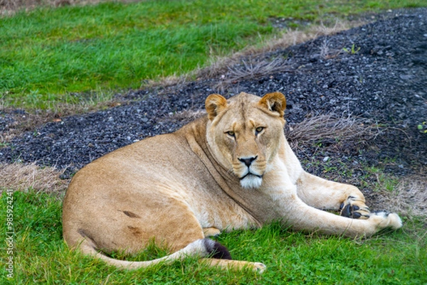 Obraz lion in the grass