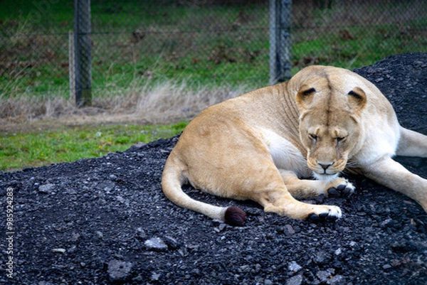 Obraz lion in the grass