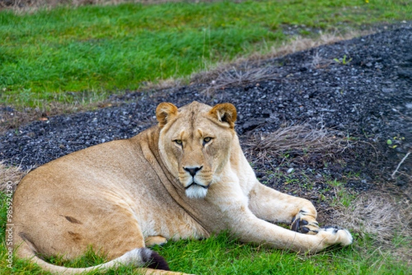 Obraz lion in the grass
