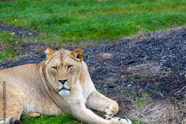 Obraz lion in the grass