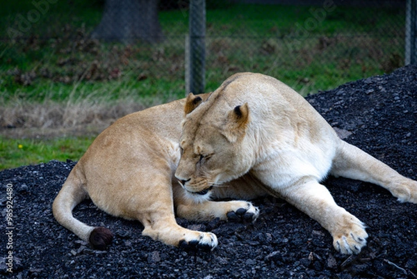 Obraz lion in the grass