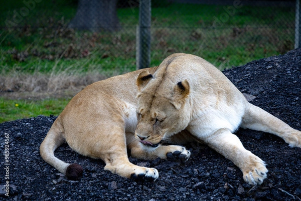 Obraz lion in the grass
