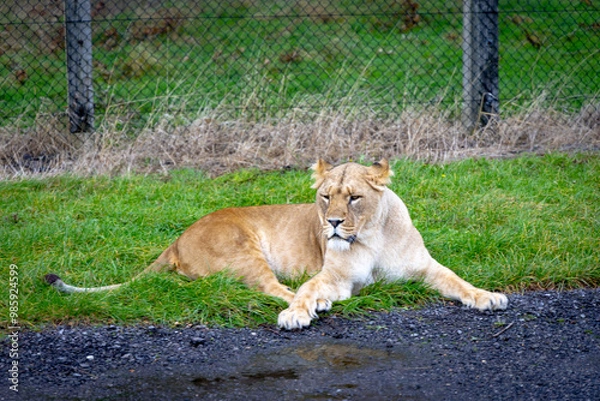 Obraz lion in the grass