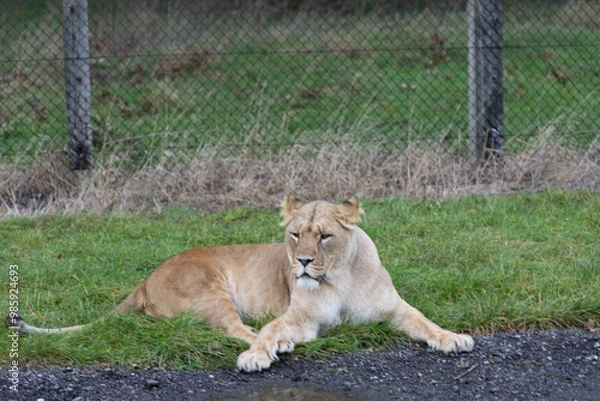 Obraz lion in the grass