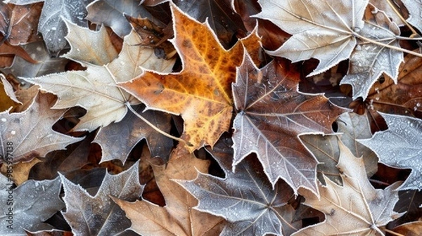 Fototapeta A close-up of frost-covered leaves on the ground