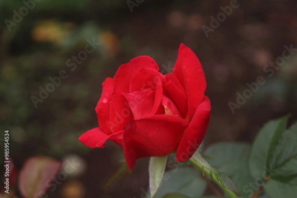 Obraz 薔薇（丹頂）