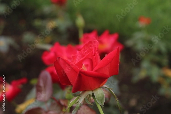 Obraz 薔薇（丹頂）