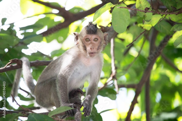 Fototapeta おかしなサル