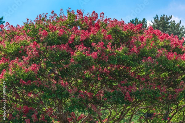Fototapeta 배롱나무