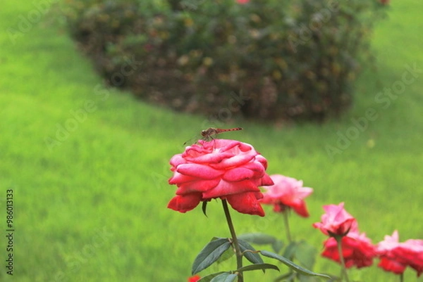 Obraz 薔薇にとまるトンボ