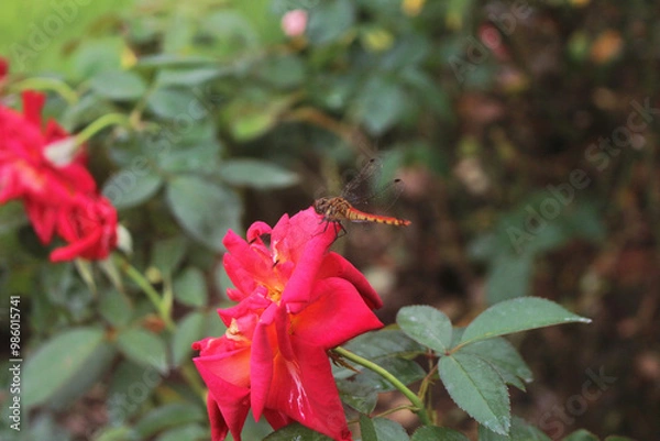 Obraz 薔薇にとまるトンボ