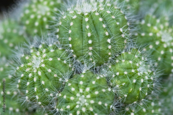 Fototapeta cactus