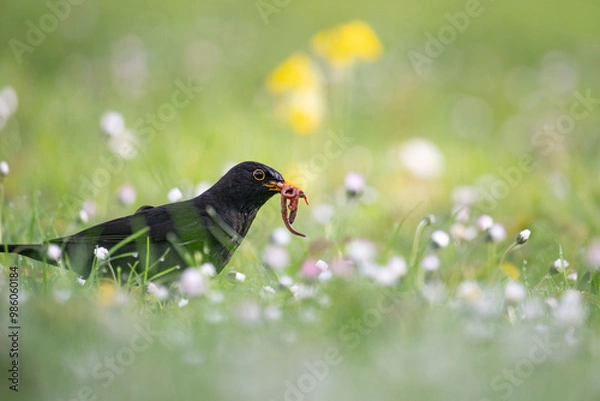 Obraz Amsel mit Regenwürmern