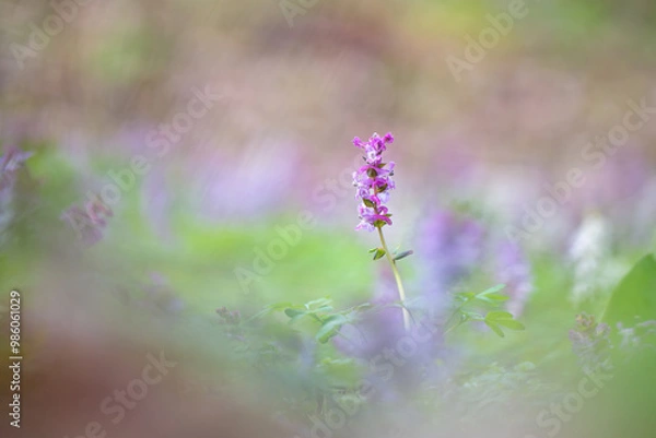 Fototapeta Lerchensporn mit weichen Bokeh