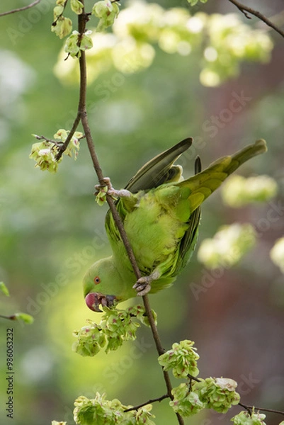 Fototapeta Halsbandsittich bei der Futtersuche in Deutschland, freilebend