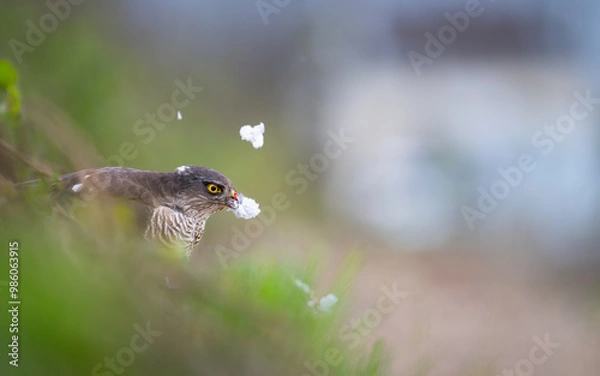 Fototapeta Sperber mit Beute