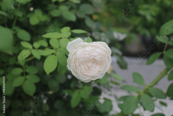 Obraz 薔薇（クリスティアーナ）