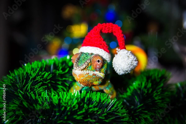 Obraz Chameleon  Santa Claus