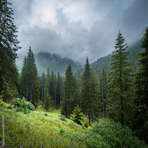 Obraz forest in the mountains