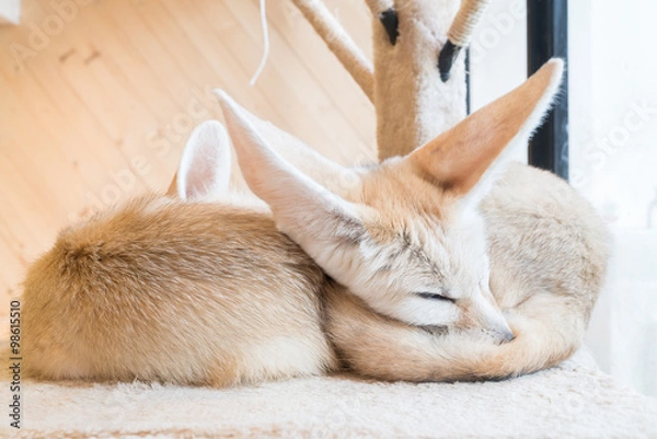 Fototapeta fennec fox