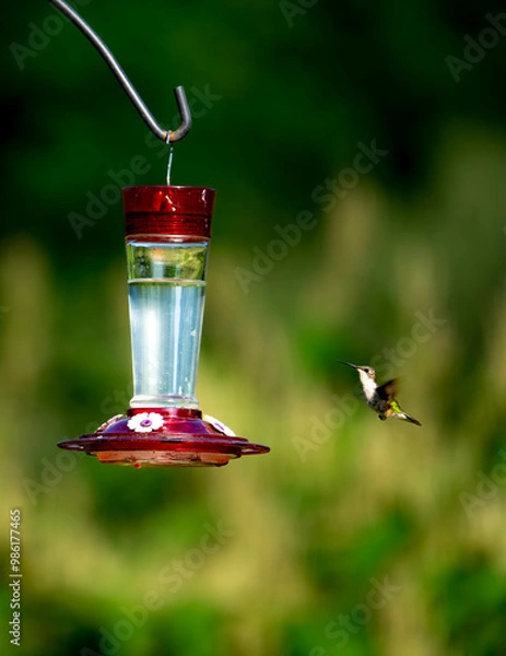 Obraz hummingbird and feeder