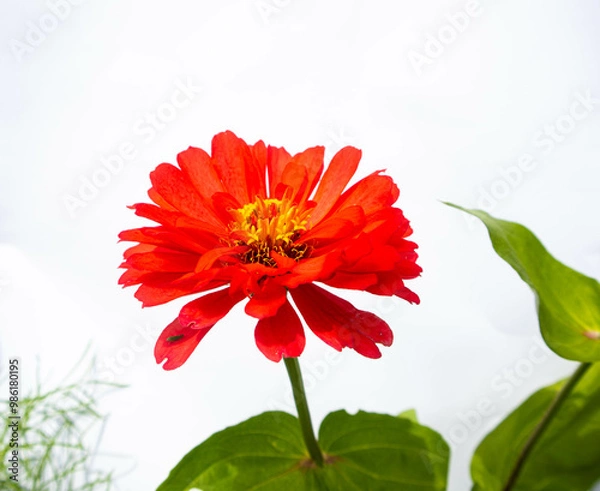 Obraz red zinnia on white background