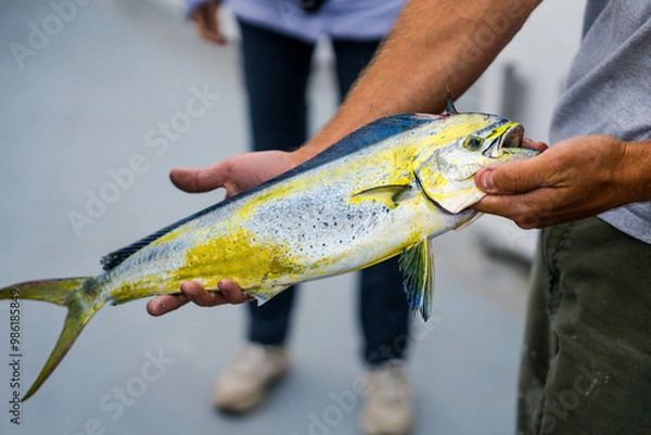 Obraz fish in the hand