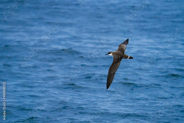 Obraz shearwater in flight