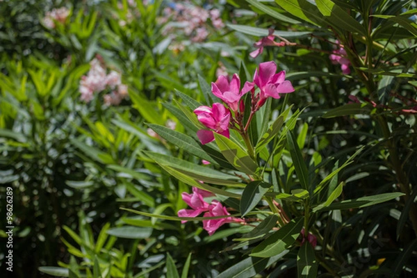 Fototapeta Nerium flower, Cyprus
