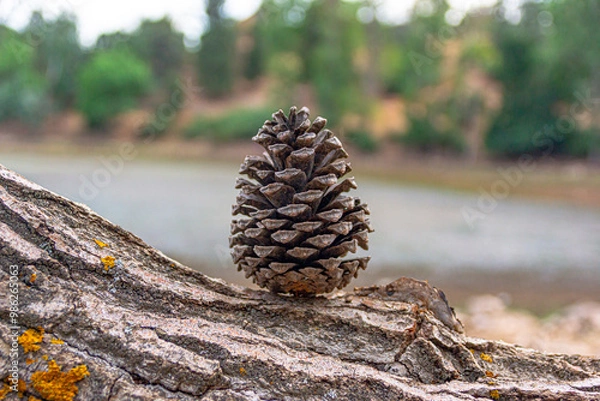 Obraz Pigne in Landes forest