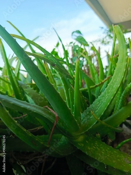 Obraz aloe vera plants