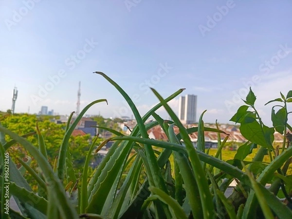 Fototapeta  Aloe vera and sky