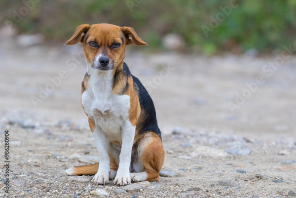 Fototapeta Stray dog