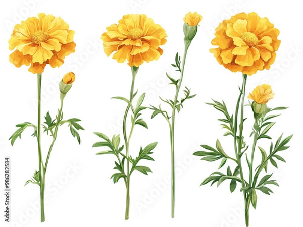 Fototapeta vector illustration from multiple perspectives of beautifully Marigolds, Cempasúchil, transparent background